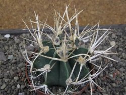 Astrophytum " Buffalo " pot 8 cm - 12411559