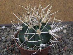 Astrophytum " Buffalo " pot 8 cm - 12411560