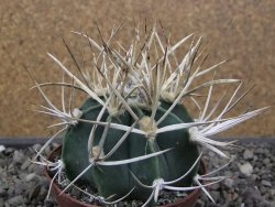 Astrophytum " Buffalo " pot 8 cm
