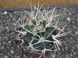 Astrophytum " Buffalo " pot 8 cm - 12411562
