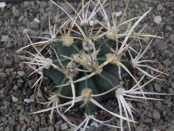 Astrophytum " Buffalo " pot 8 cm - 12411563
