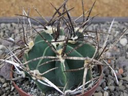 Astrophytum " Buffalo " pot 8 cm - 12411566