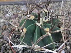 Astrophytum " Buffalo " pot 8 cm - 12411567