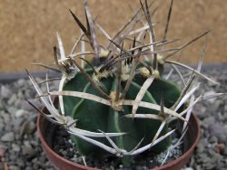 Astrophytum " Buffalo " pot 8 cm