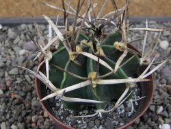 Astrophytum " Buffalo " pot 8 cm - 12411575