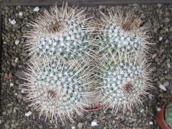 Mammillaria parkinsonii XXL, květináč 12 cm - 12411592