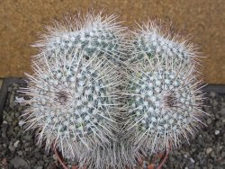 Mammillaria parkinsonii XXL, květináč 12 cm - 12411594