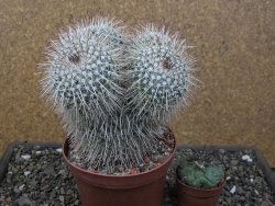 Mammillaria parkinsonii XXL, květináč 12 cm - 12411596