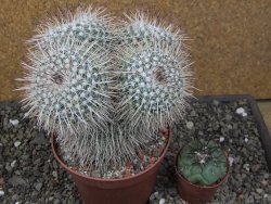 Mammillaria parkinsonii XXL, květináč 12 cm - 12411597