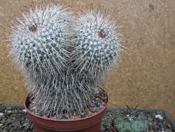 Mammillaria parkinsonii XXL, květináč 12 cm - 12411598