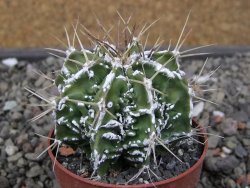 Astrophytum Dinosaur (Fukurio Hannya) pot 6,5 cm - 12411610