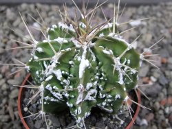 Astrophytum Dinosaur (Fukurio Hannya) pot 6,5 cm - 12411611