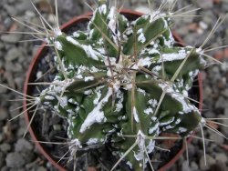 Astrophytum Dinosaur (Fukurio Hannya) pot 6,5 cm - 12411613