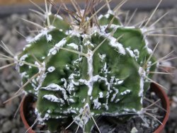 Astrophytum Dinosaur (Fukurio Hannya) pot 6,5 cm - 12411614