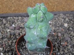 Myrtilocactus geometrizans Fukuriokuzinboku květináč 6,5 cm - 12411616