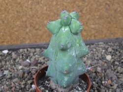 Myrtilocactus geometrizans Fukuriokuzinboku květináč 6,5 cm