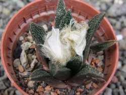 Ariocarpus bravoanus El Ňuňez pot 5,5 cm - 12411626