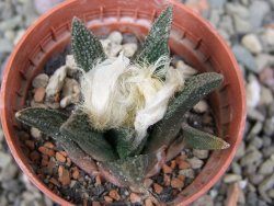 Ariocarpus bravoanus El Ňuňez pot 5,5 cm - 12411628