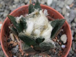 Ariocarpus bravoanus El Ňuňez pot 5,5 cm - 12411630