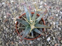 Leuchtenbergia principis květináč 5,5 cm