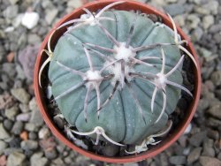 Echinocactus horizonthalonius KMR 21 Huizache 900m, pot 5,5 cm