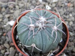 Echinocactus horizonthalonius KMR 21 Huizache 900m, pot 5,5 cm - 12411642