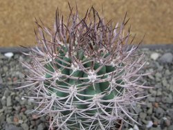Pyrrhocactus bulbocalyx, pot 5,5 cm