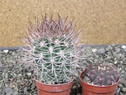 Pyrrhocactus bulbocalyx, pot 5,5 cm - 12411650