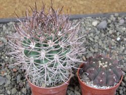Pyrrhocactus bulbocalyx, pot 5,5 cm - 12411651