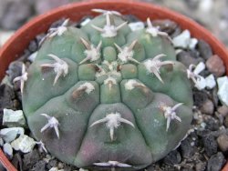 Gymnocalycium vatteri unguispinum, pot 5,5 cm - 12411663