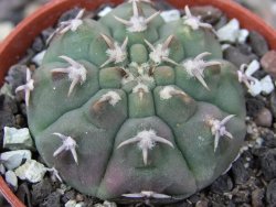 Gymnocalycium vatteri unguispinum, pot 5,5 cm - 12411665