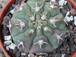 Gymnocalycium vatteri unguispinum, pot 5,5 cm - 12411667