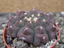 Gymnocalycium vatteri unguispinum, pot 5,5 cm
