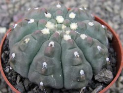 Gymnocalycium vatteri unguispinum ( inermis), květináč 6,5 cm - 12411676