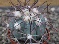 Echinocactus horizonthalonius pot 5,5 cm - 12411682