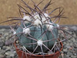 Echinocactus horizonthalonius pot 5,5 cm - 12411684