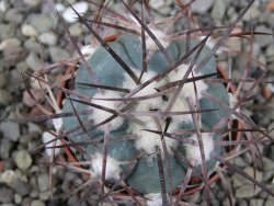 Echinocactus horizonthalonius pot 5,5 cm - 12411685