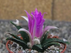Ariocarpus agavoides pot 5,5 cm cites IA - 12411692
