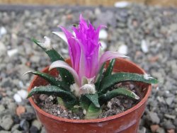 Ariocarpus agavoides pot 5,5 cm cites IA - 12411693