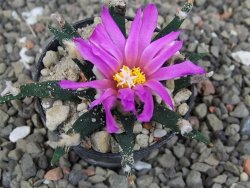 Ariocarpus agavoides pot 5,5 cm cites IA - 12411696