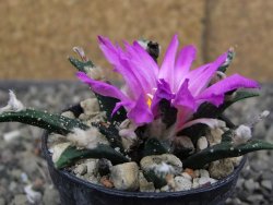 Ariocarpus agavoides pot 5,5 cm cites IA