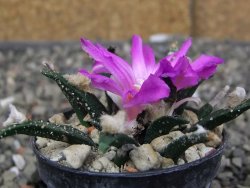 Ariocarpus agavoides pot 5,5 cm cites IA - 12411698