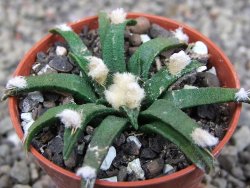 Ariocarpus agavoides pot 5,5 cm cites IA