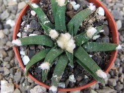 Ariocarpus agavoides pot 5,5 cm cites IA - 12411705