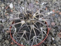Gymnocalycium spegazzinii VS 120 Capillitas, květináč 5,5 cm