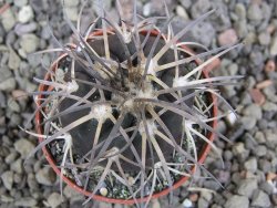 Gymnocalycium spegazzinii VS 120 Capillitas, květináč 5,5 cm - 12411708