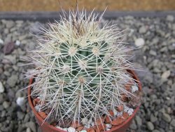 Echinocereus coccineus, květináč 6,5 cm