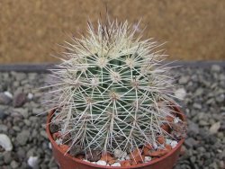 Echinocereus coccineus, květináč 6,5 cm - 12411712