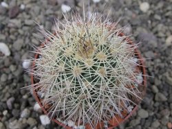 Echinocereus coccineus, květináč 6,5 cm - 12411714