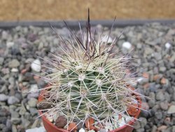 Echinocereus coccineus, květináč 5,5 cm - 12411720